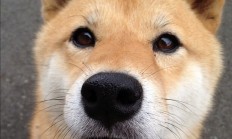 开云体育官方网站-铁血之师踏平撕裂之城，戈贝尔攻防两端统治诠释现代篮球真谛